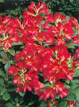 Malý Rhododendron
