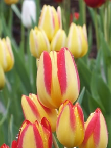 Tulipán holandský