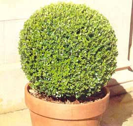 Buxus