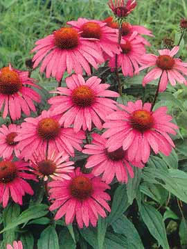 Echinacea