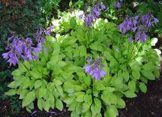 Hosta Hydon Sunset