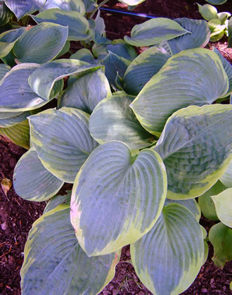 Hosta sieboldiana