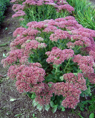 Sedum telephium